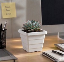 4 inch Orchid square pot with in bottom tray white colour