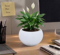 5 Inch Pumpkin Pot