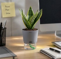 4 Inch Self Watering Planter Assorted Color