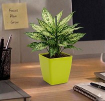 5 inch Square pot Assorted Color