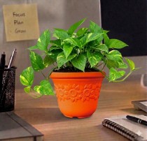 5 Inch Sunny Pot Assorted Color
