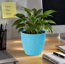 5 Inch Turkey pot  Assorted Colour