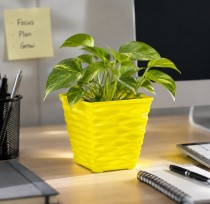 4 inch Diamond pot Assorted Color