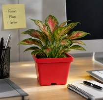 4 inch Gift a Plant pot Assorted Color