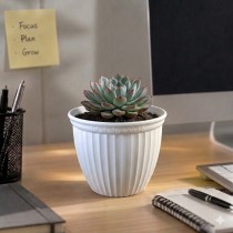 6 Inch Lotus Pot  Assorted Colour
