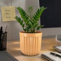6 Inch Seoul Pot  Assorted color