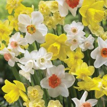 Daffodil (Random Color) - Bulbs