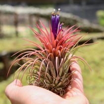 Air Plant ( Tillandsia Ionantha red ) 