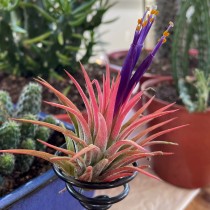 Air Plant ( Tillandsia Ionantha red ) 
