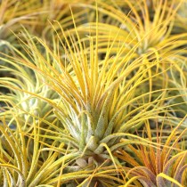 Air Plant (  Tillandsia Ionantha Yellow) 