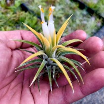 Air Plant (  Tillandsia Ionantha Yellow) 