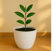 6 inch orchid round  pot white colour