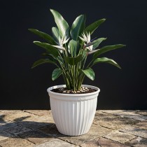 8 Inch Lotus Pot Assorted Color