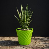 8 inch lunner pots green color