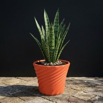 8 inch lunner pots orange color
