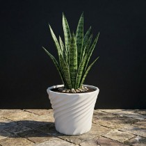 8 inch lunner pots white color