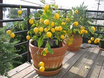 lemon fertilizer 400 grams 