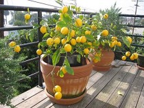 LEMON  FERTILIZER 400 Grams 