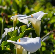 Calla Lily (Creamy White) - Bulbs