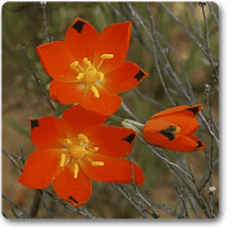 Chincherinchee, Ornithogalum (Orange) - Bulbs 
