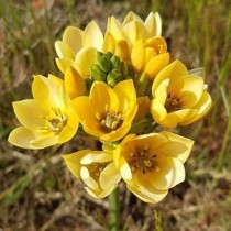 Chincherinchee, Ornithogalum (Yellow) -Bulbs