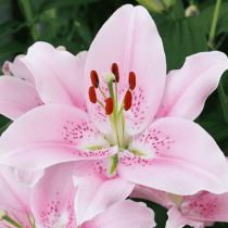  Companion Oriental Lily (Light Pink) - Bulbs 