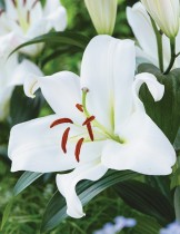  Oriental Lily, Zambesi Oriental Trumpet Lily (White) - Bulbs