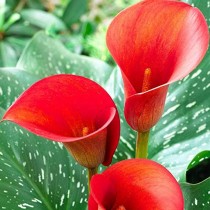 Arum Lily (Red) - Bulbs 