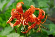 Lilium Lancifolium, Tiger Lily (Mix Color) - Bulbs 