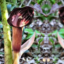 Arisaema speciosum, Cobra Lily (Wine Color) - Bulbs