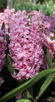 Hyacinth Rosette Double (Pink) - Bulbs