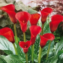 Calla Lily (Red) - Bulbs