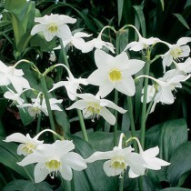  Amazon Lily, Eucharis Lily - Bulbs