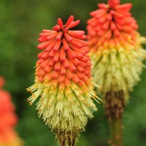 Kniphofia, Torch Lily (Mix Color) - Bulbs