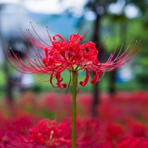 Lycoris Radiata, Spider lily (Red) - Bulbs