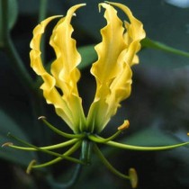 Flame Lily, Gloriosa Lily Lutea (Yellow) - Bulbs