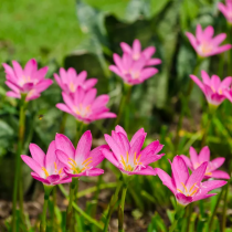 Zephyranthes Lily, Rain Lily (pink) - bulbs pack of 6 bulb