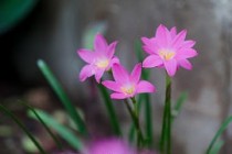 Zephyranthes Lily, Rain Lily (pink) - bulbs pack of 6 bulb