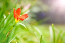 Zephyranthes Lily, Rain Lily (Red) - Bulbs 