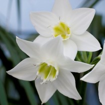  Amazon Lily, Eucharis Lily - Bulbs