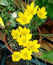 Zephyranthes Lily, Rain Lily (yellow) - bulbs 1 piece