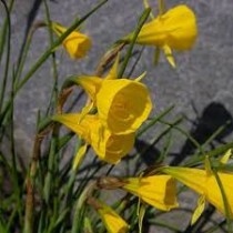 Daffodil Extremadura (Yellow) - Bulbs