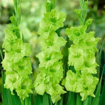 Gladiolus (Green) - Bulbs