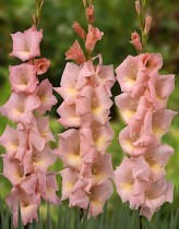 Gladiolus Night Mare (Pink) - Bulbs