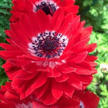 Anemone The Governor (Red) - Bulbs