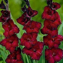 Gladiolus (Red Ginger, Blood Red) - Bulbs