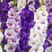 Gladiolus Vadetta (Violet, White) - Bulbs