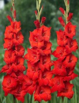 Gladiolus (Red Beauty, Red) - Bulbs