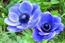 Anemone (Dark Blue Crown) - Bulbs