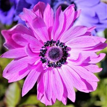 Anemone The Admiral (Pink) - Bulbs 